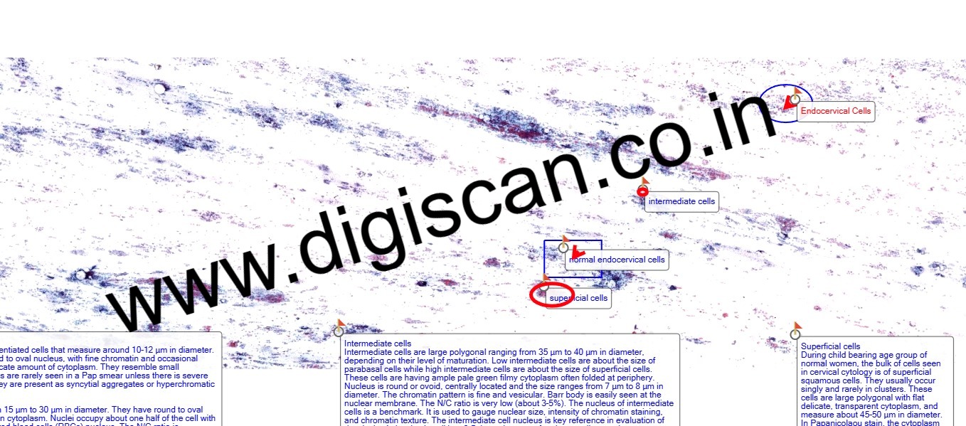 Cervical Cytology (Gynaecological Cytology) Digital Slides Set